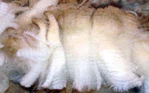 shoulder wool